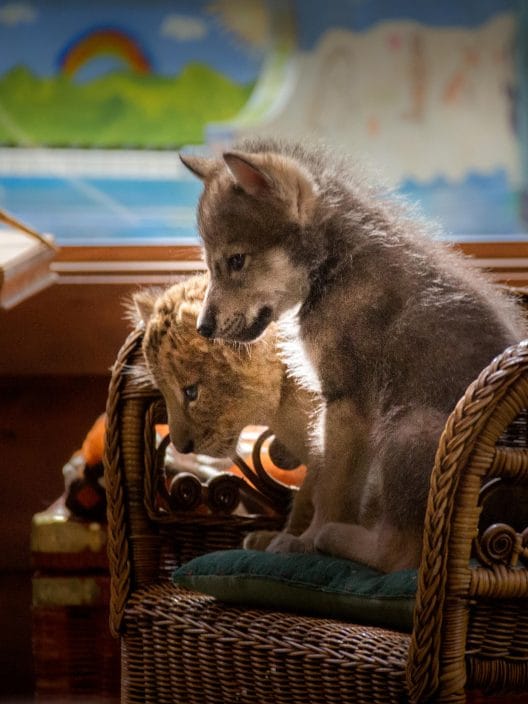 Il lupo e il leone: Un’amicizia straordinaria in un commovente film