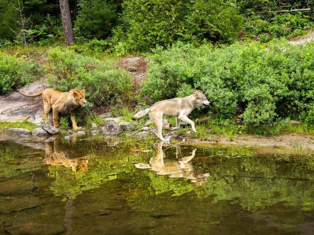 il lupo e il leone 3