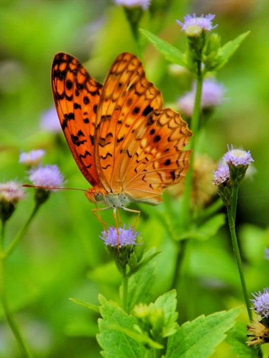 Biodiversità: perché difenderla dovrebbe essere la priorità di tutt*