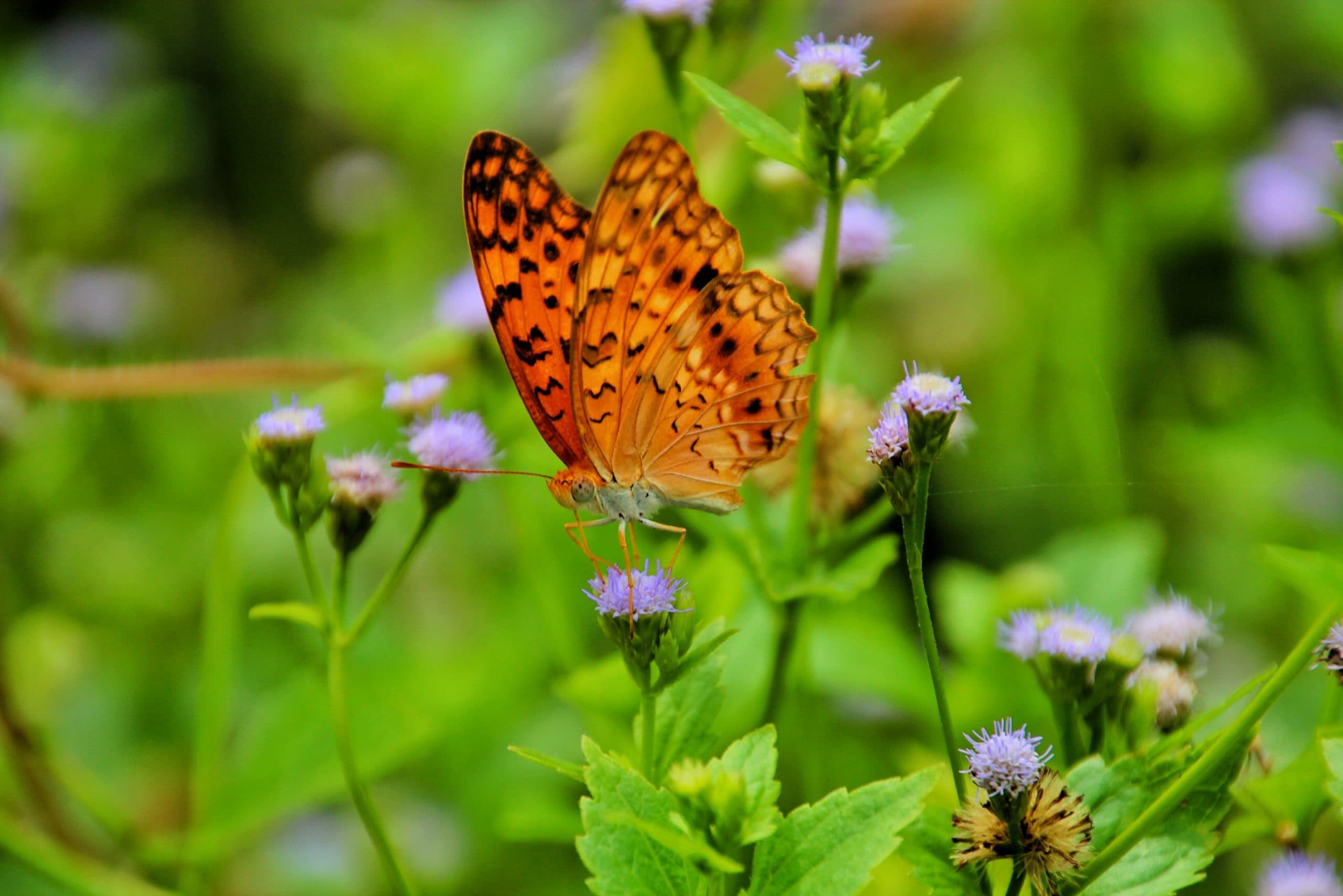 Biodiversità: perché difenderla dovrebbe essere la priorità di tutt*