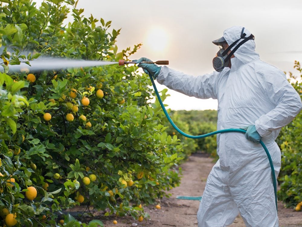 Applicazione di pesticidi su una coltivazione di alberi di agrumi