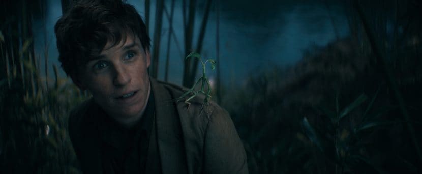 Eddie Redmayne in Animali fantastici - I segreti di Silente.