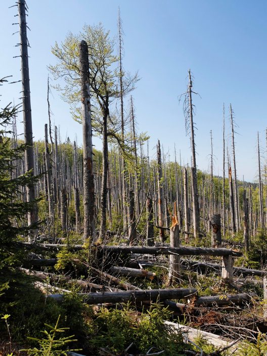 Ecocidio: cos’è e perché ci deve interessare