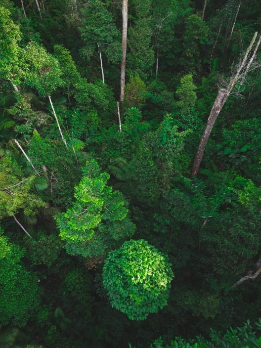 Giornata della Terra: com’è nata e perché è importante celebrarla