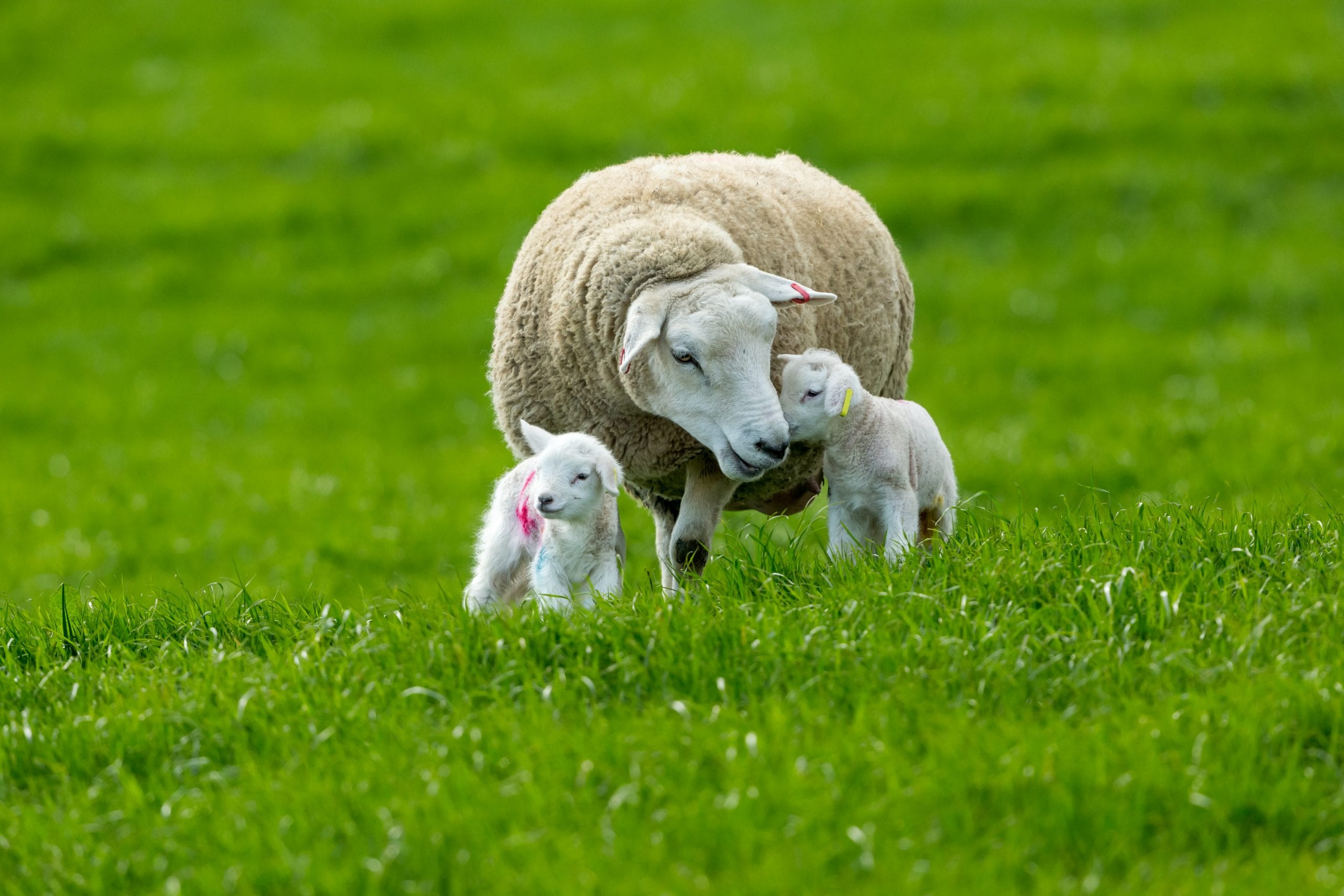 Mangiare l’agnello a Pasqua è stato giusto o sbagliato?