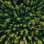 Gli alberi possono essere (da soli) la soluzione al cambiamento climatico?