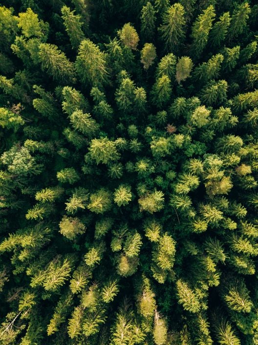 Gli alberi possono essere (da soli) la soluzione al cambiamento climatico?