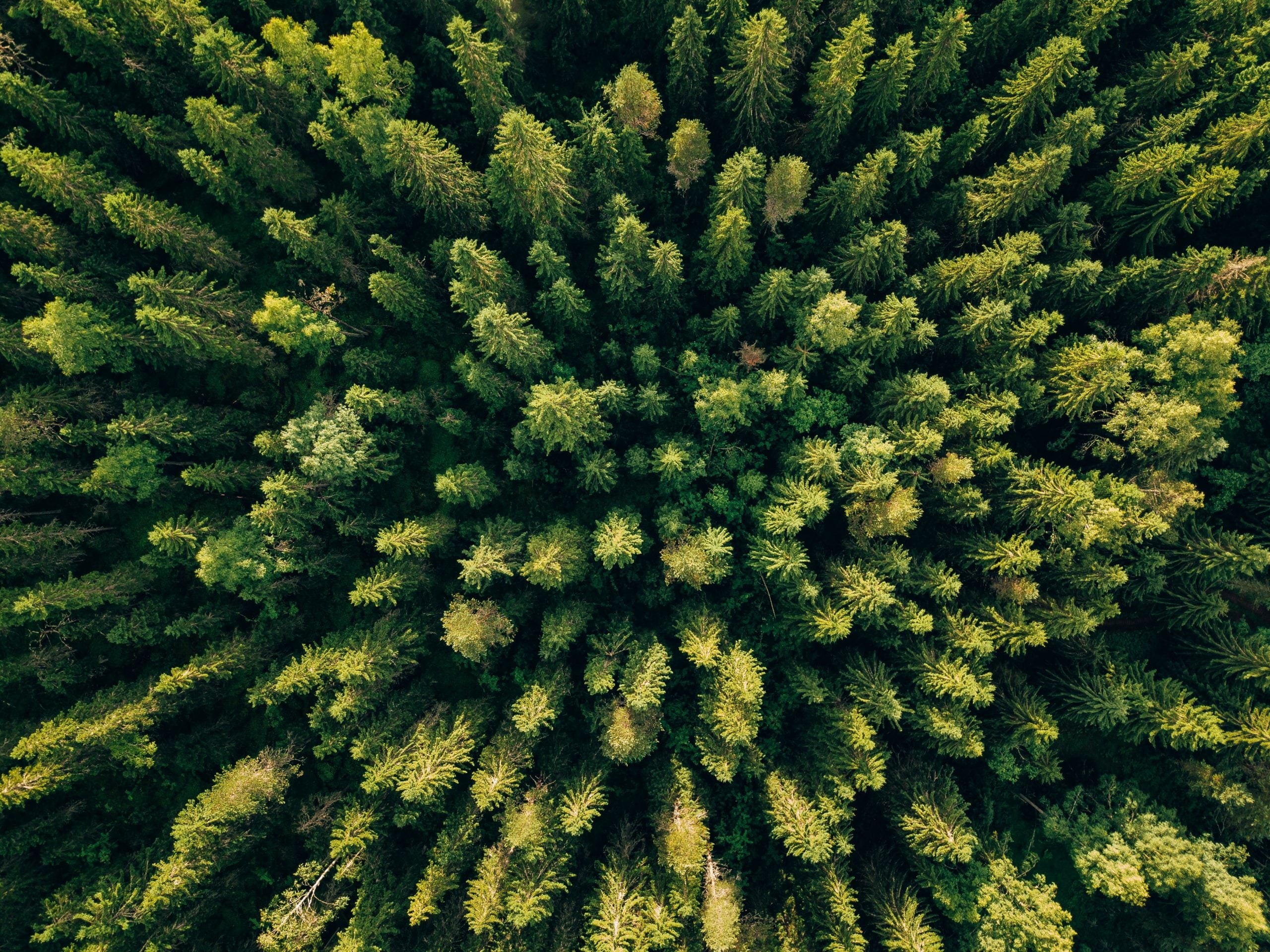 Gli alberi possono essere (da soli) la soluzione al cambiamento climatico?