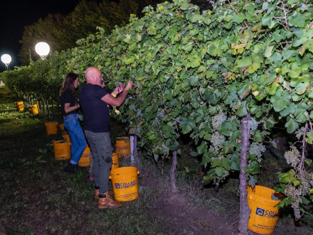 Un momento dell'ultima Vendemmia Notturna