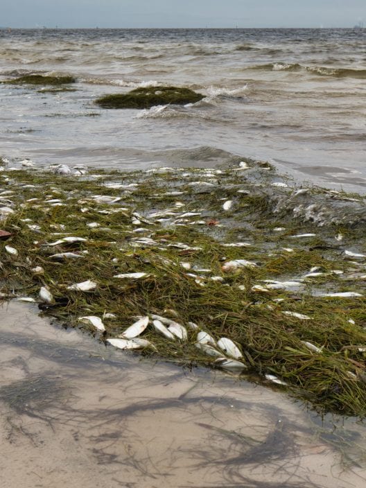 Fioriture algali fuori stagione, un fenomeno che sta allarmando gli Stati Uniti