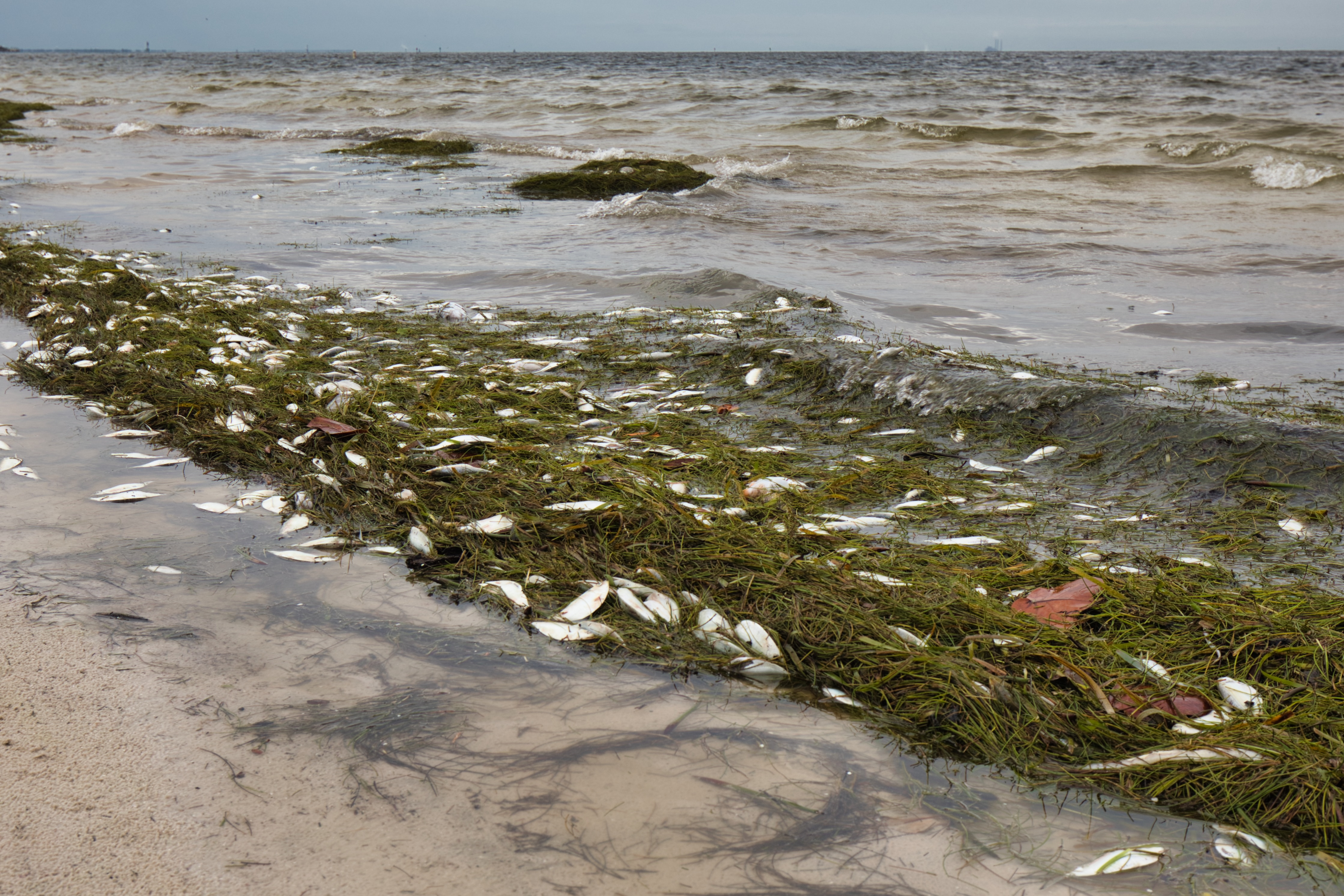 Fioriture algali fuori stagione, un fenomeno che sta allarmando gli Stati Uniti