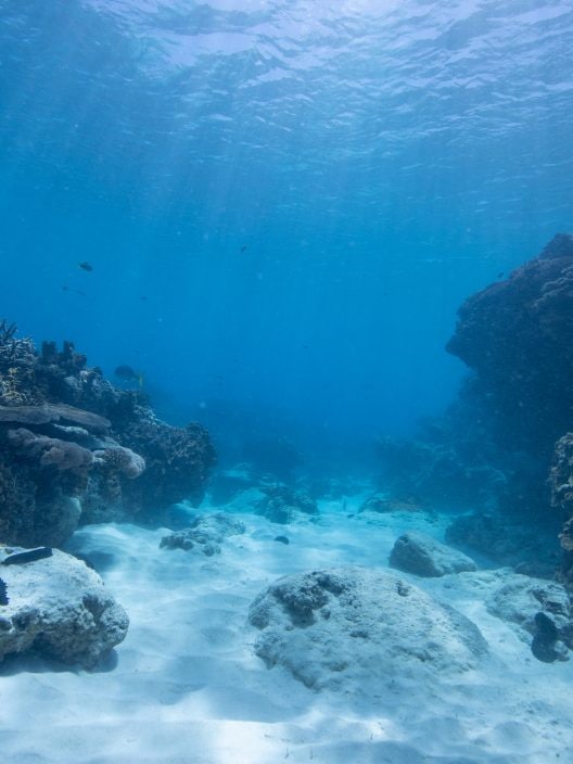 L’invito dell’UNESCO a introdurre l’Educazione all’Oceano a scuola: ecco perché è importante