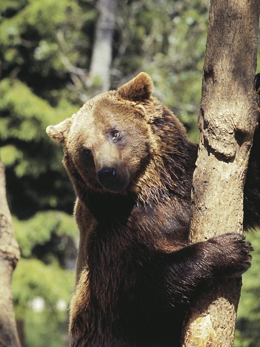 L’uccisione dell’orsa Amarena e il problema del rapporto tra uomo e animali selvatici