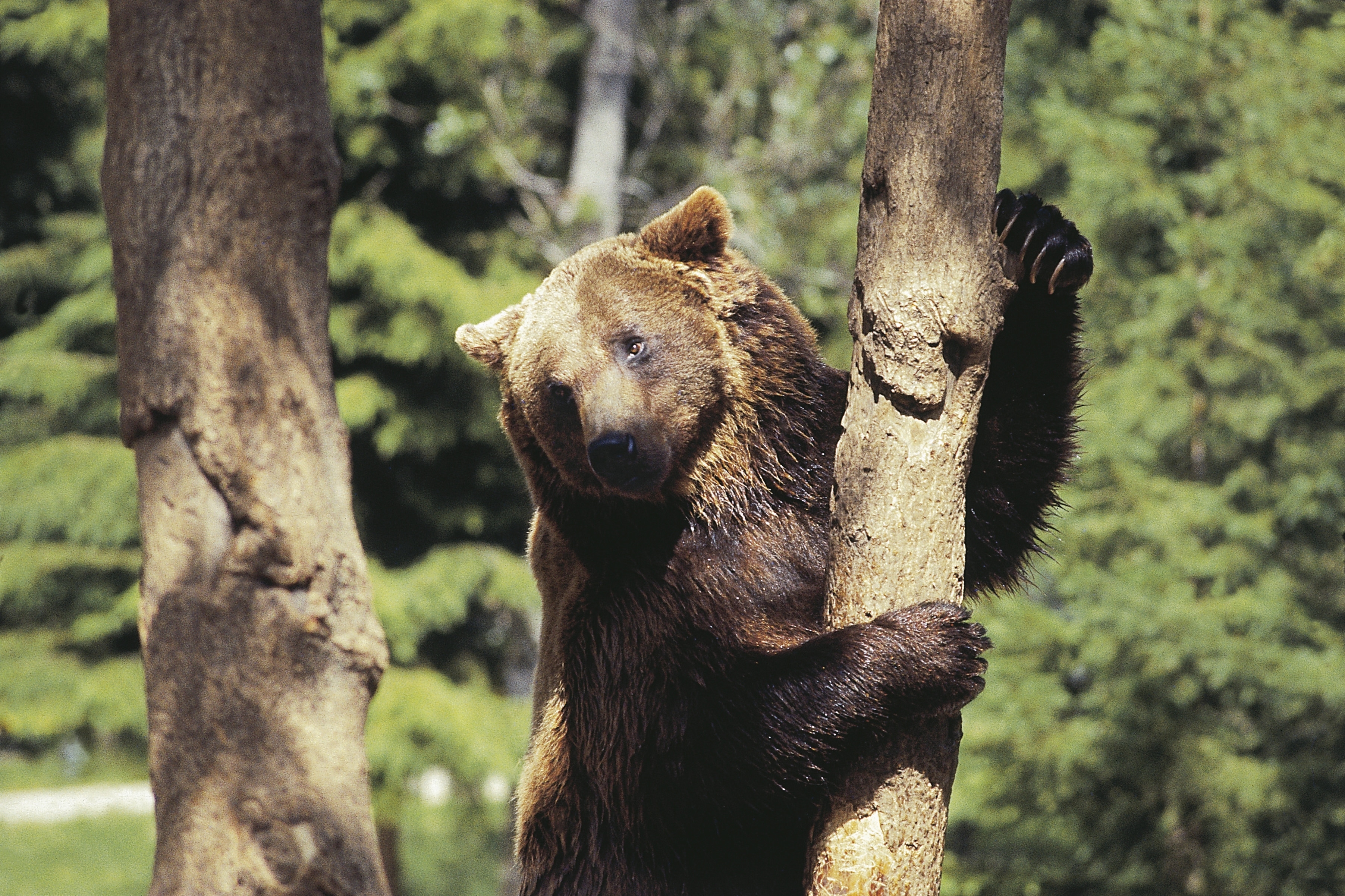 L’uccisione dell’orsa Amarena e il problema del rapporto tra uomo e animali selvatici