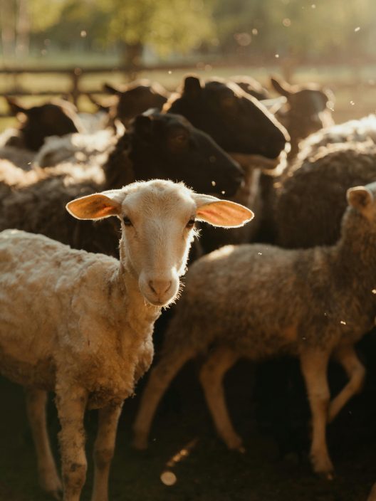 E se a Pasqua, invece di mangiare agnello, aiutassimo santuari di animali liberi?