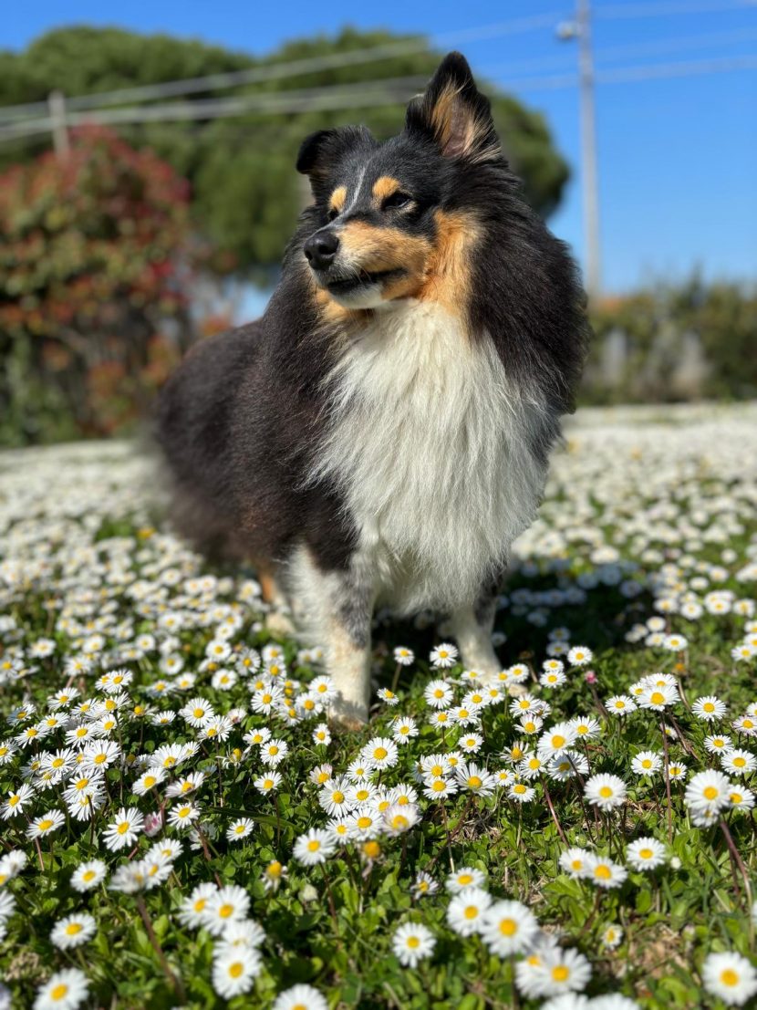 Rose- il primo cane di assistenza psichiatrica certificato in Italia