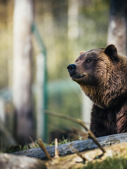 Fauna selvatica e uomo: come educare a una coesistenza pacifica con gli orsi?